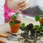 Skarpa bez problemu: rośliny, które ujarzmią stok i rozbłysną kolorami przez cały sezon