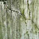 Pleśń na ścianach? Zrób z nią porządek raz na zawsze – 8 metod, które naprawdę działają